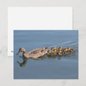 Eten, Ducklings, Baby Eenden, maak plaats voor Duc Briefkaart (Voorkant / Achterkant)