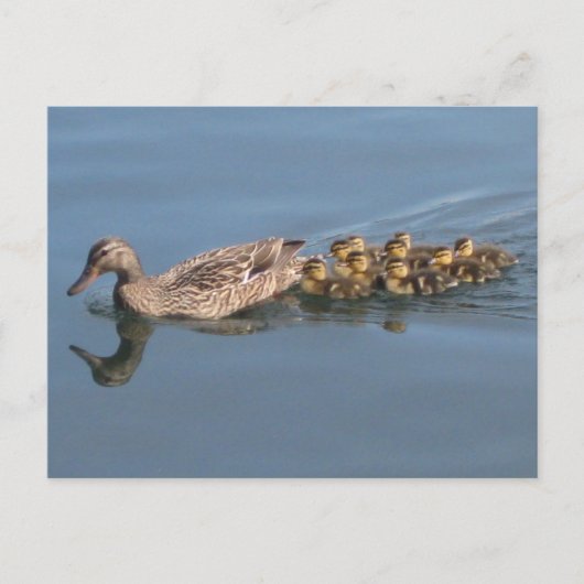 Eten, Ducklings, Baby Eenden, maak plaats voor Duc Briefkaart (Voorkant)