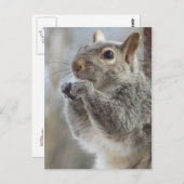 Eten eekhoorn briefkaart (Voorkant / Achterkant)