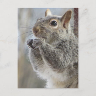 Eten eekhoorn briefkaart