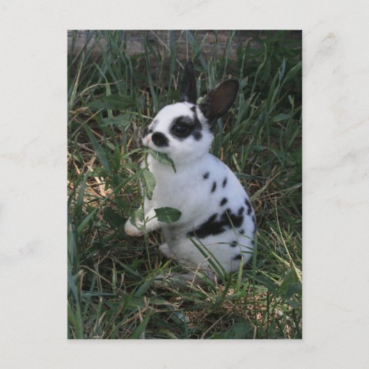 Eten Greens Briefkaart (Voorkant)