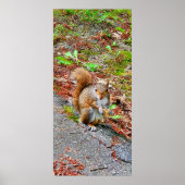 Eten van eekhoorntjes poster (Voorkant)