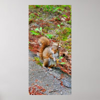 Eten van eekhoorntjes