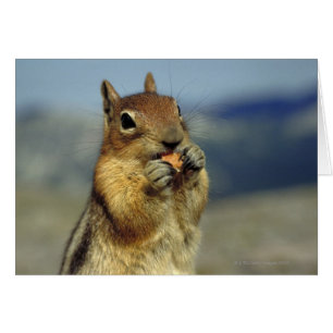 Eten van een eekhoorn