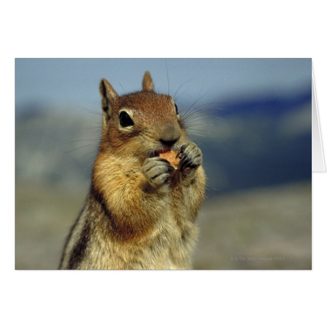 Eten van een eekhoorn (Voorkant Horizontaal)