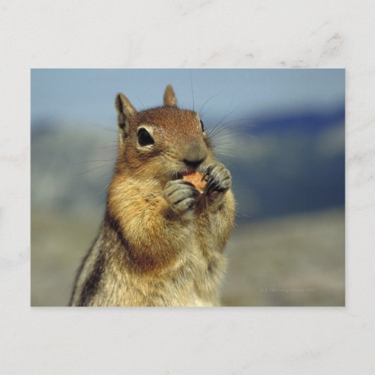 Eten van een eekhoorn briefkaart (Voorkant)