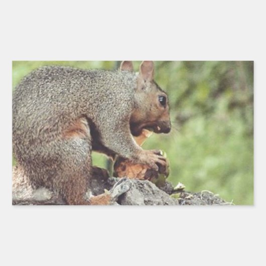 Eten van een eekhoorn rechthoekige sticker (Voorkant)