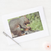 Eten van een eekhoorn rechthoekige sticker (Envelop)