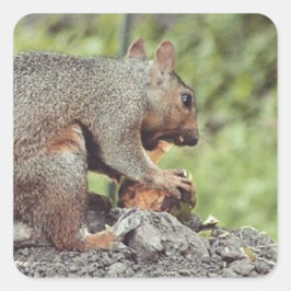 Eten van een eekhoorn vierkante sticker