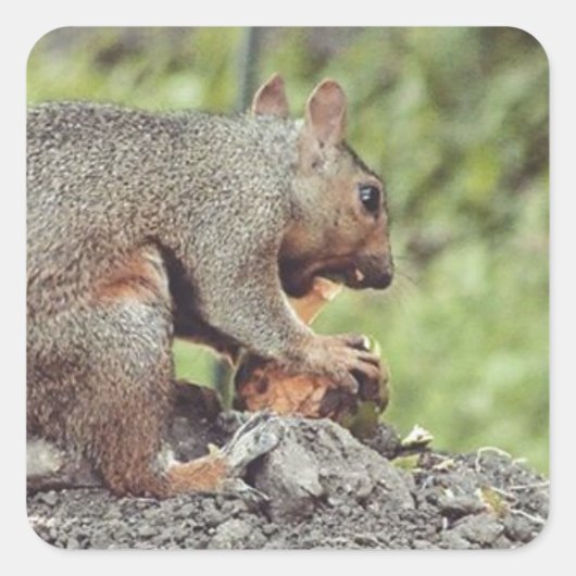 Eten van een eekhoorn vierkante sticker (Voorkant)