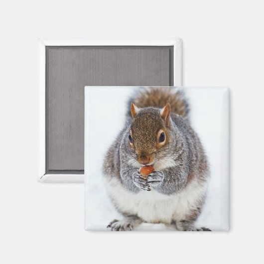 Eten van een foto van een nut magneet (Voorkant / Achterkant)