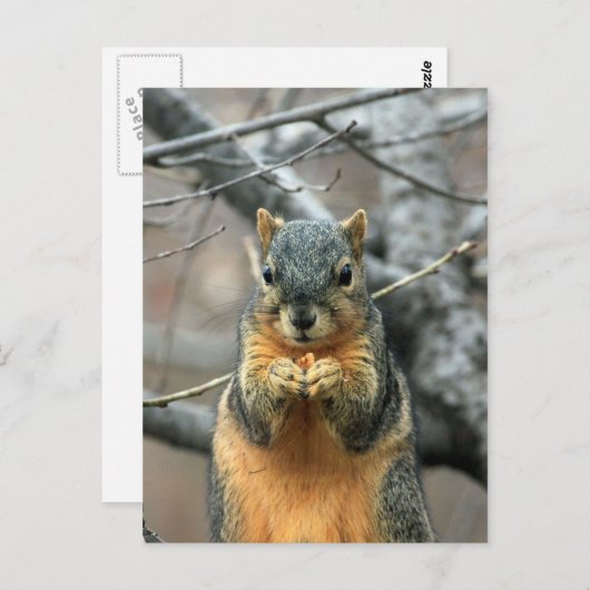 Eten van een Nut Briefkaart (Voorkant / Achterkant)