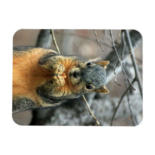 Eten van een Nut Magneet (Horizontaal)