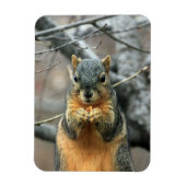 Eten van een Nut Magneet (Verticaal)