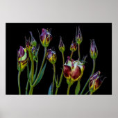 Etherale Paarse Tulpen Poster (Voorkant)