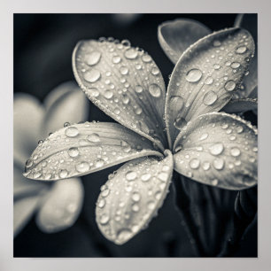 Etherele Monochromatische Plumeria Macrofotografie Poster
