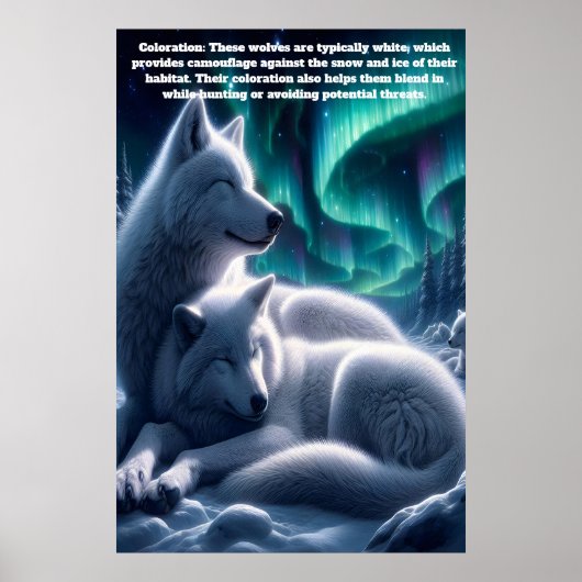 Etherische Bond Witte Wolven Rust Poster (Voorkant)