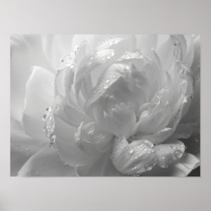 Etherische Monochromatische Pioenblaadjes Macro Poster
