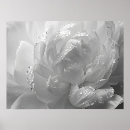 Etherische Monochromatische Pioenblaadjes Macro Poster (Voorkant)