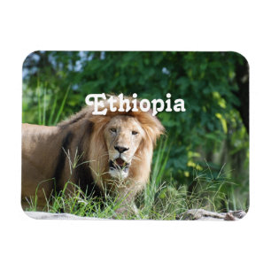 Ethiopia Lion Magneet