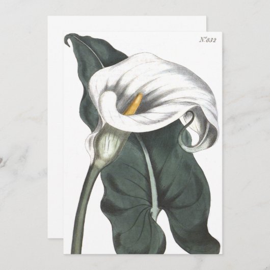 Ethiopian Calla Lily Botanical Illustratie Bedankkaart (Voorkant / Achterkant)