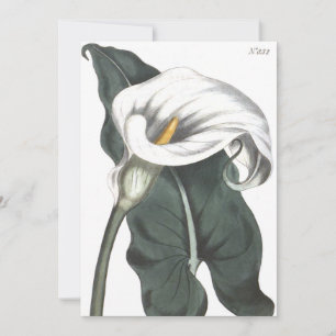 Ethiopische Calla Lelie Botanische Illustratie Bedankkaart