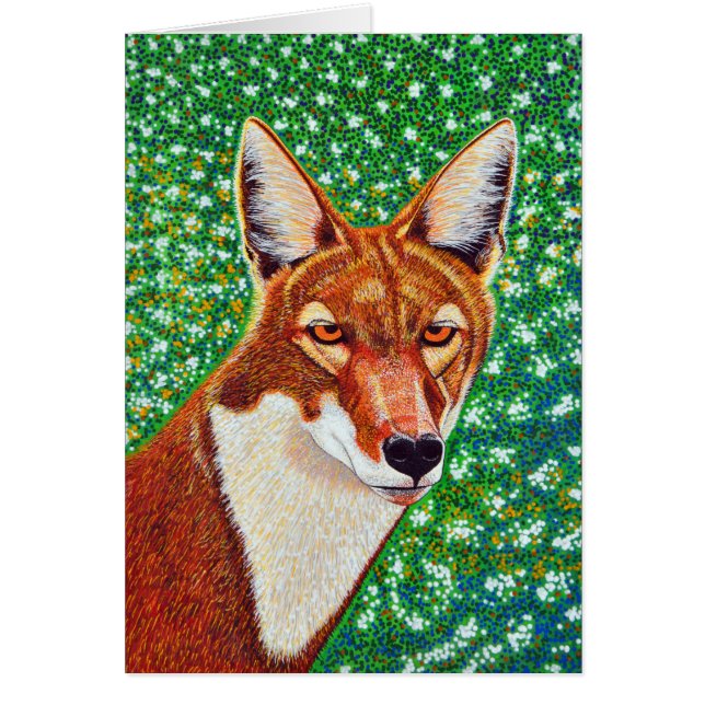 Ethiopische Wolf (Voorkant)