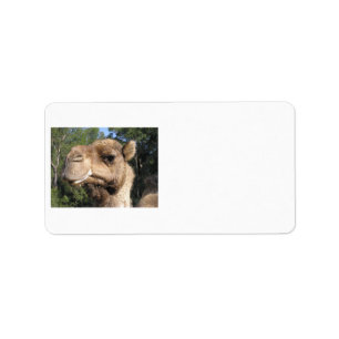 Etiket drooling Camel
