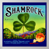Etiket van 1930 op fruitkratten Shamrock Navel Sin Poster (Voorkant)