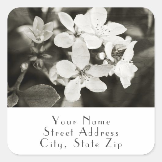 Etiketten van Ballerina Blosbezems  (Voorkant)