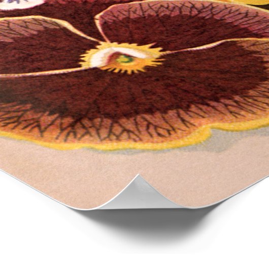  etiketten van zaadverpakkingen, tuinpootbloemen poster (Hoek)