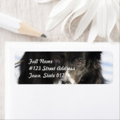 Etiketten voor het koelen van collie Dog aan de ra (Insitu)