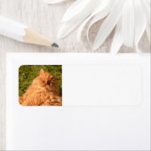 ETIKETTERS VOOR PERSIAN GINGER CAT-RETURN ADRES ETIKET (Insitu)