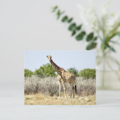 Etosha giraffe briefkaart (Staand voorkant)
