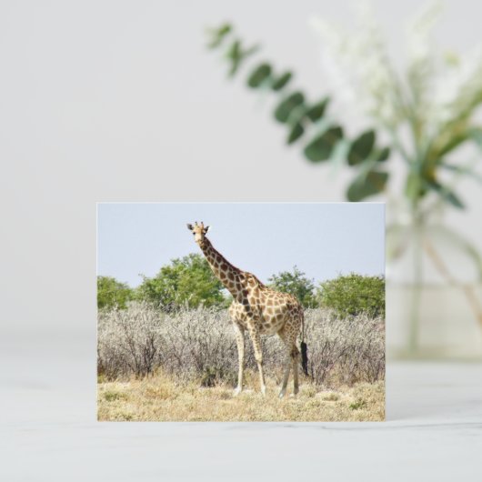 Etosha giraffe briefkaart (Staand voorkant)
