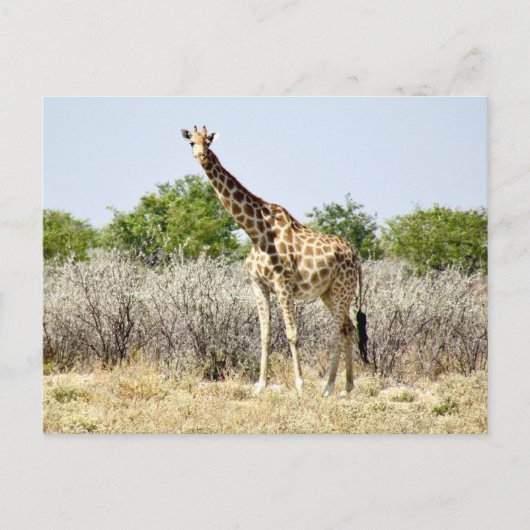 Etosha giraffe briefkaart (Voorkant)