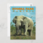 Etosha, Namibië Briefkaart (Voorkant / Achterkant)