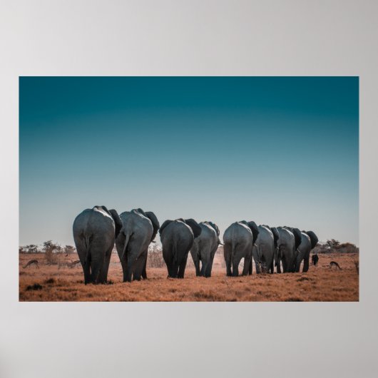 ETOSHA NATIONAAL PARK POSTER (Voorkant)