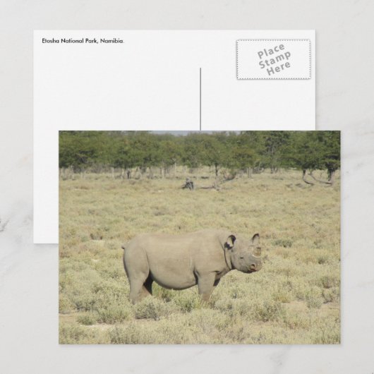 Etosha rhinoceros briefkaart (Voorkant / Achterkant)