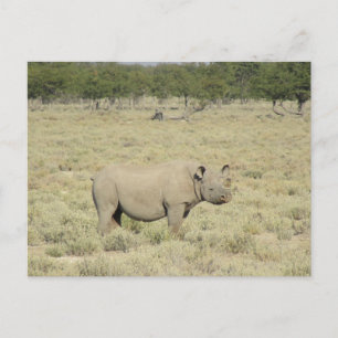 Etosha rhinoceros briefkaart