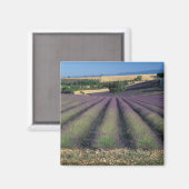 EU, Frankrijk, Provence, Lavendelvelden 2 Magneet (Voorkant / Achterkant)