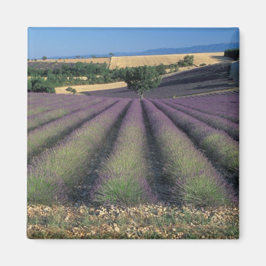 EU, Frankrijk, Provence, Lavendelvelden 2 Magneet (Voorkant)