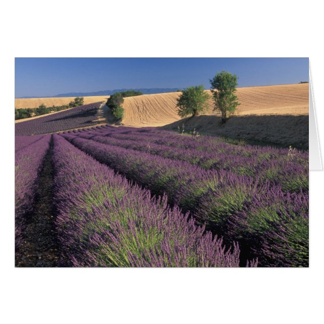 EU, Frankrijk, Provence, Lavendelvelden 3 (Voorkant Horizontaal)