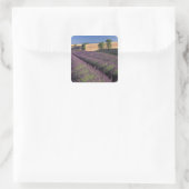 EU, Frankrijk, Provence, Lavendelvelden 3 Vierkante Sticker (Tas)