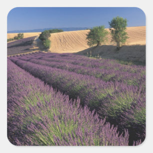 EU, Frankrijk, Provence, Lavendelvelden 3 Vierkante Sticker