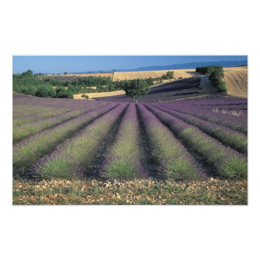 EU, Frankrijk, Provence, Lavendelvelden Foto Afdruk (Voorkant)