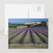 EU, Frankrijk, Provence, Lavender fields 2 Briefkaart (Voorkant / Achterkant)