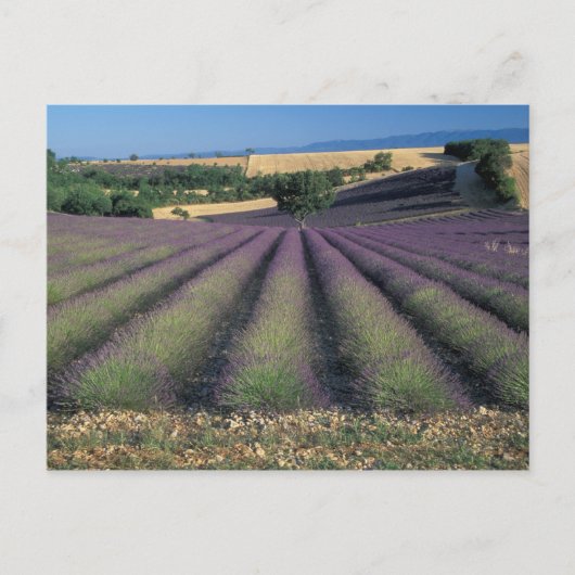 EU, Frankrijk, Provence, Lavender fields 2 Briefkaart (Voorkant)