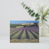 EU, Frankrijk, Provence, Lavender fields 2 Briefkaart (Staand voorkant)