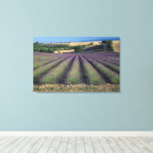 EU, Frankrijk, Provence, Lavender fields 2 Canvas Afdruk (Insitu (Houten vloer))